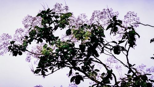 Low angle view of pink flowers on tree