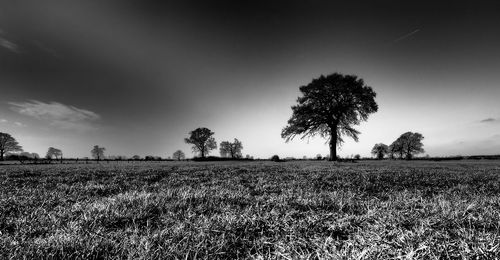 Scenic view of field against clear sky