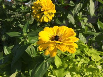 Close-up of honey bee on yellow flowering plant