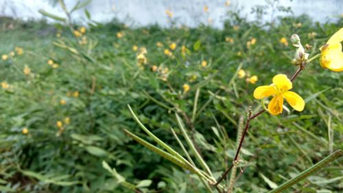 Close-up of flowers blooming outdoors