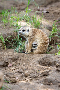 Portrait of meerkat female hiding her baby with blurred background
