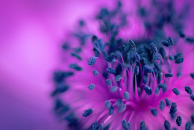 Macro shot of purple flowering plant
