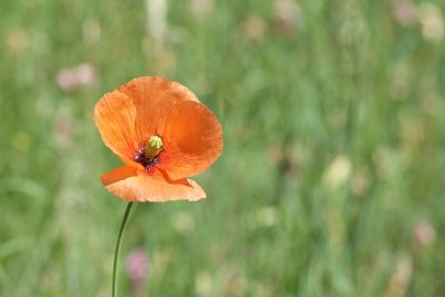 Close-up of red poppy flower