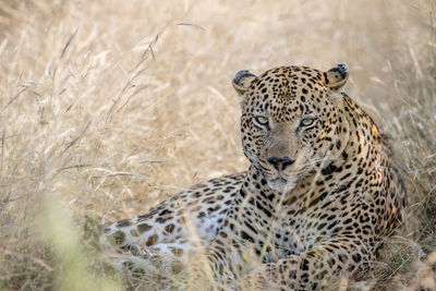 Portrait of leopard