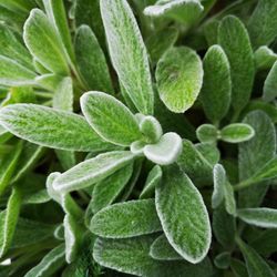 Full frame shot of green leaves salbei