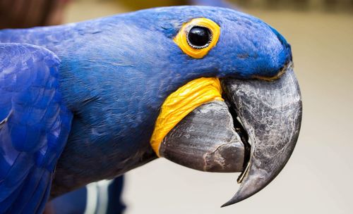 Close-up of parrot