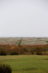 Scenic view of field against clear sky