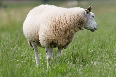 Close-up of sheep on grassy field