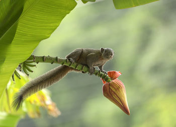 Close-up of lizard on leaves