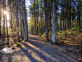 Scenic view of forest