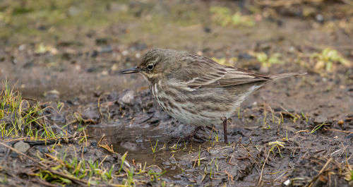 Close-up of bird