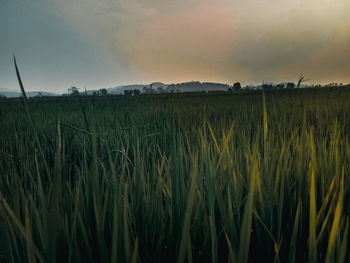 Scenic view of field against sky during sunset