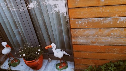 Potted plant on wooden wall