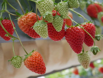 Close-up of strawberries hanging on plant