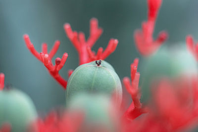 Close-up of red flowering plant