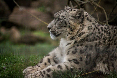 View of a cat on field