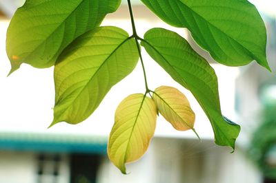 Close-up of leaves against blurred background