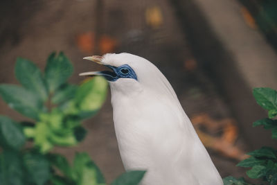 Close-up of a bird