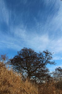 Low angle view of trees against sky