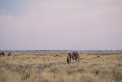 View of horse on field