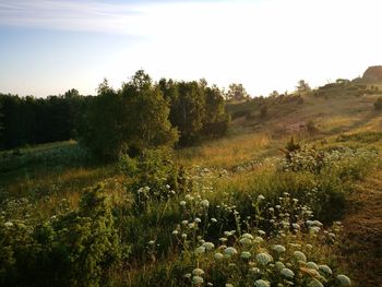 Scenic view of landscape against sky