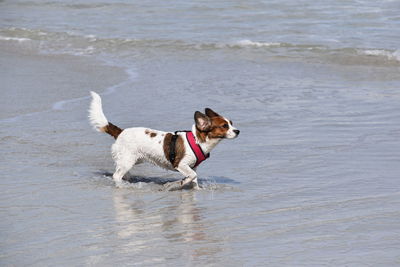 Dog running on beach