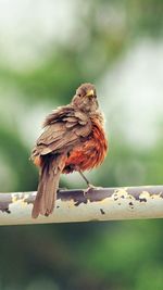 Close-up of bird perching on a tree