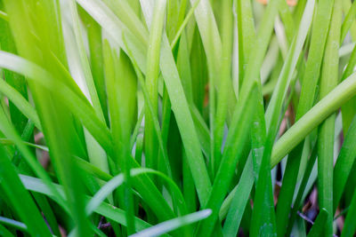 Full frame shot of green leaves