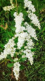 Close-up of white flowers blooming in field