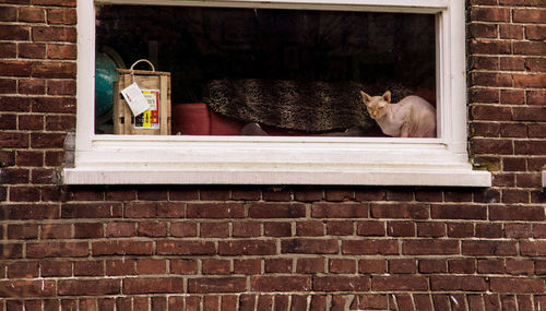 Cat looking through window