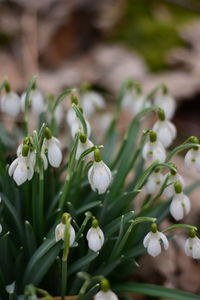 Close-up of white flowering plant