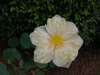 Close-up of white flowering plant