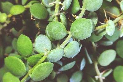 Close-up of fruits growing on plant