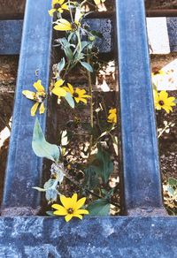 Close-up of yellow flowers