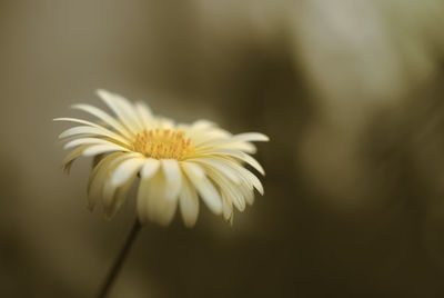 Close-up of white flower