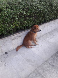 High angle view of dog sitting on footpath