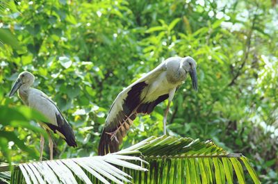 Bird perching on a tree