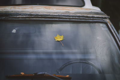 Close-up of yellow flower on car windshield