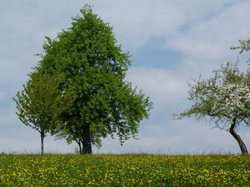 Scenic view of oilseed rape field against sky