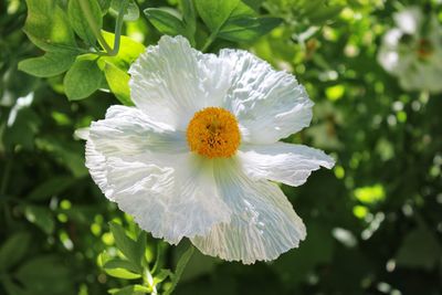 Close-up of white flowering plant