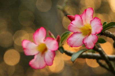 Close-up of pink flowering plant