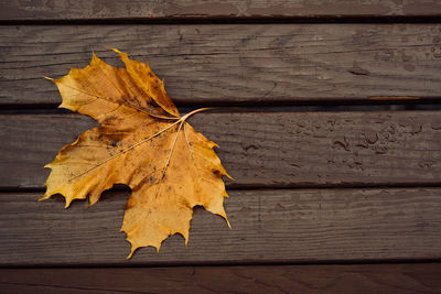 High angle view of yellow maple leaf on wood