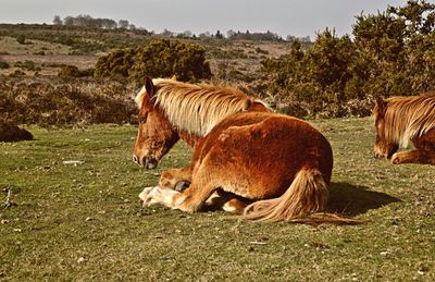 Animals grazing on landscape