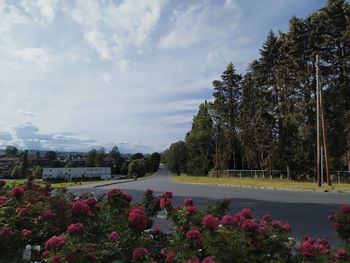 Scenic view of flowering plants by trees against sky in park