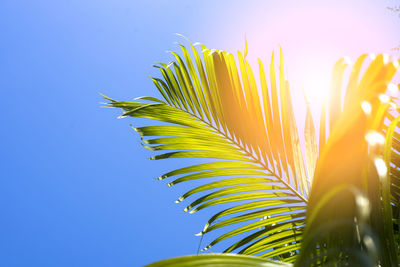 Low angle view of plant against sky