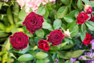 Close-up of rose bouquet