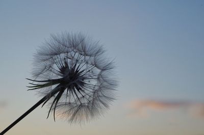 Close-up of dandelion flower against sky