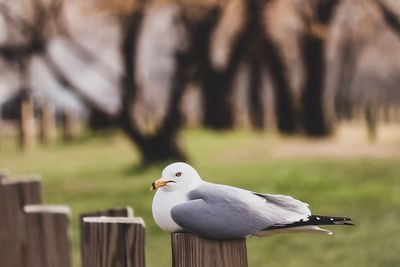 Close-up of seagull perching on wooden post