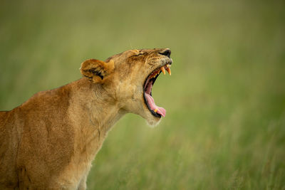 Close-up of lioness standing yawning on grass