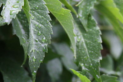 Close-up of raindrops on leaves